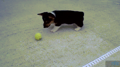 Corgi GIFs | Gifrific
