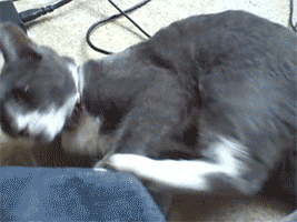 VPobSId.gif