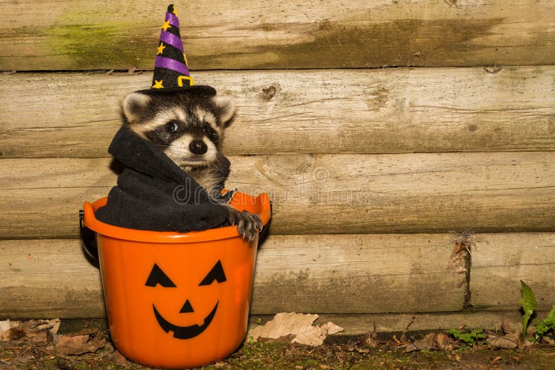 halloween-raccoon-baby-wearing-costume-93422903.jpg