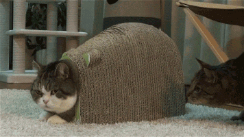 6Nn0YCk.gif