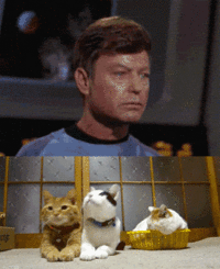 4KLPpiN.gif