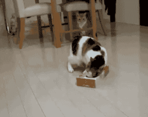 Cat-Gets-Tissue-Box-Stuck-on-Head.gif