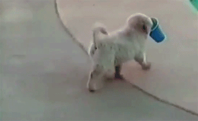 LHgMXCL.gif