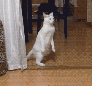 BcbHmBw.gif