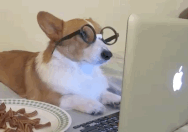 Hund am Apple-Computer
