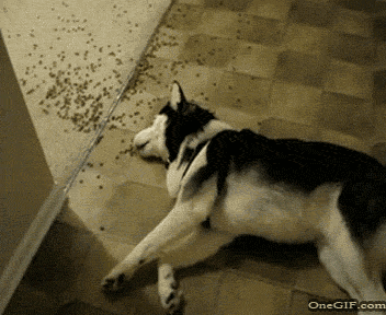 0ABF1OA.gif