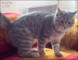 gifs_14.gif