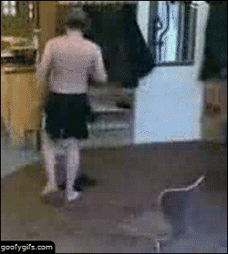 pRPW1D3.gif