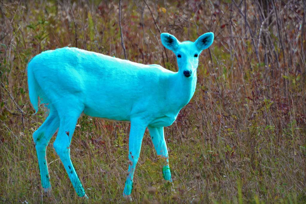 teal-deer.jpg
