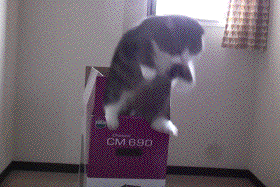 b08EGlR.gif