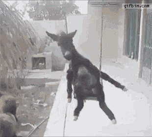 happy-donkey.gif