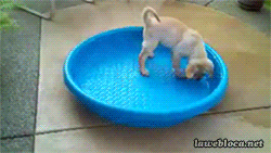 8qblYFN.gif
