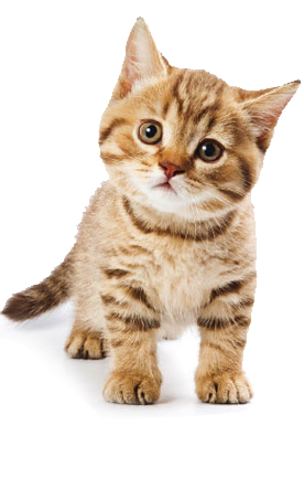 210306-Cute-Cat.png