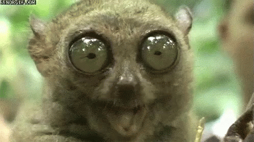 tarsier-big-eyes.gif