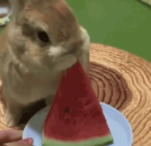 rabbit-eating-watermelon-1d8699ssr6zyrttg.webp
