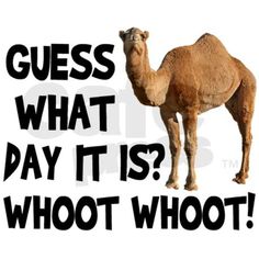 1a41a75f0c8530d05421d3f482c40d3d--funny-camels-hump-day-camel.jpg