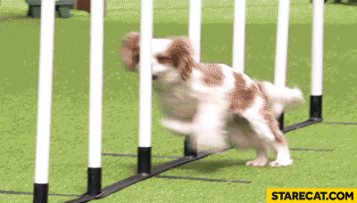 dog-agility-fail-head-bump-gif-animation.gif