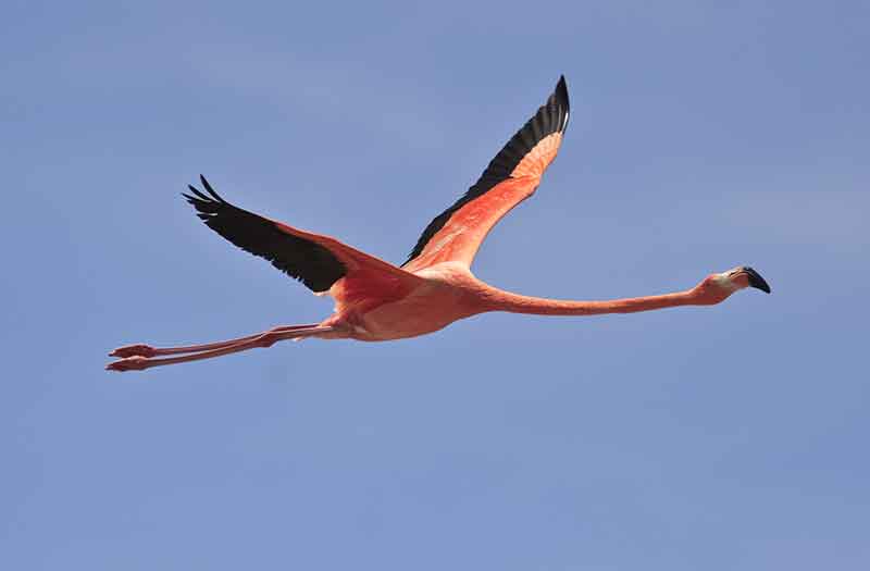 flying-flamingo.jpg
